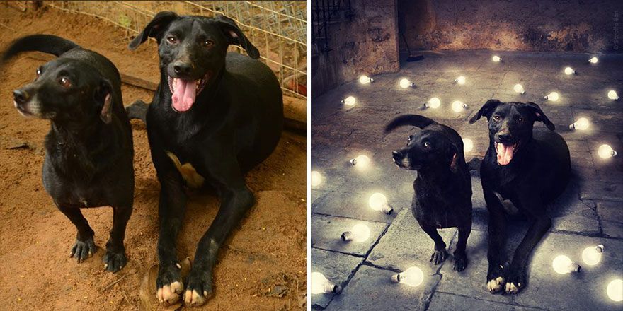 Sarolta_Bán_8_HelpDogProject_Perros_PerrosSinHogar_Fotografía_Photoshop_Fantasía_BuenaCausa_Solidaridad_Arte_Magia